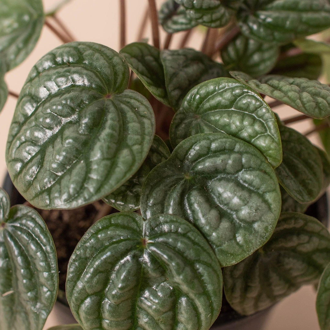 Peperomia 'Burbella' - Casey & Company