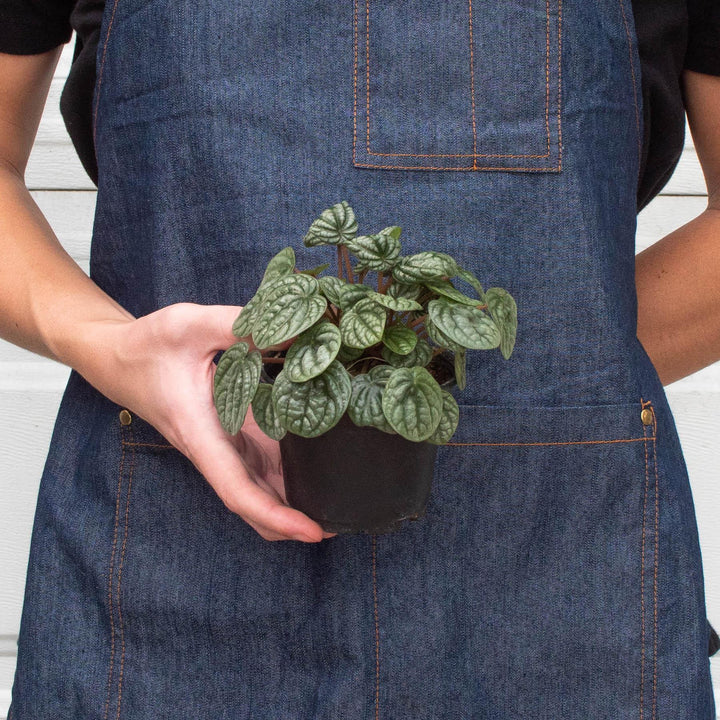 Peperomia 'Burbella' - Casey & Company