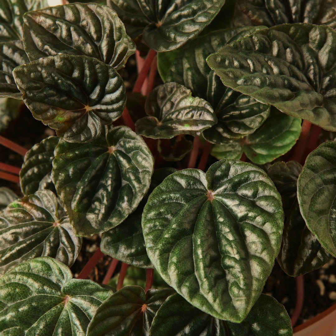 Peperomia 'Emerald Ripple' - Casey & Company