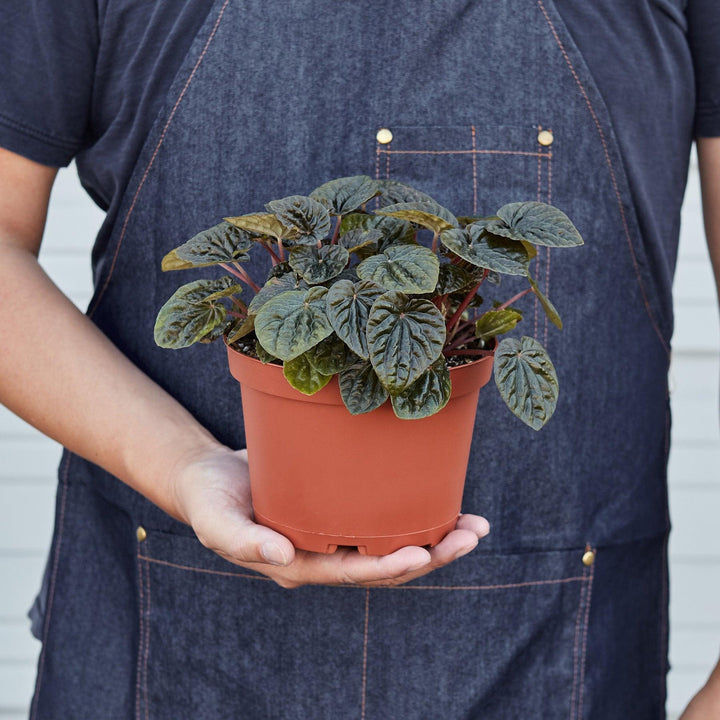 Peperomia 'Emerald Ripple' - Casey & Company