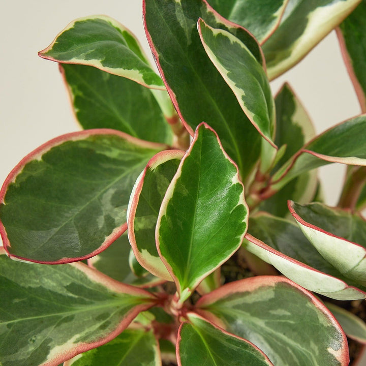 Peperomia 'Ginny' - Casey & Company