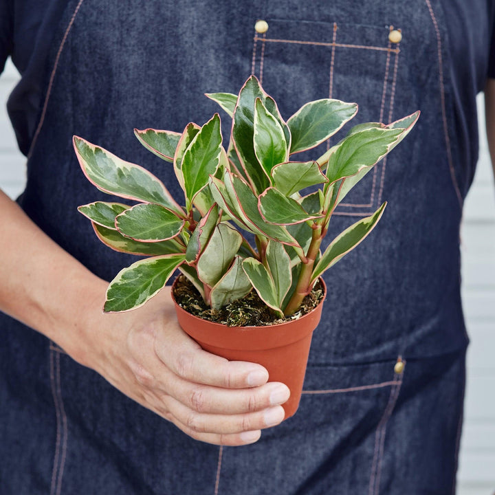 Peperomia 'Ginny' - Casey & Company