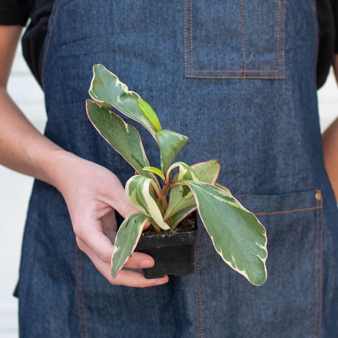 Peperomia 'Ginny' - Casey & Company