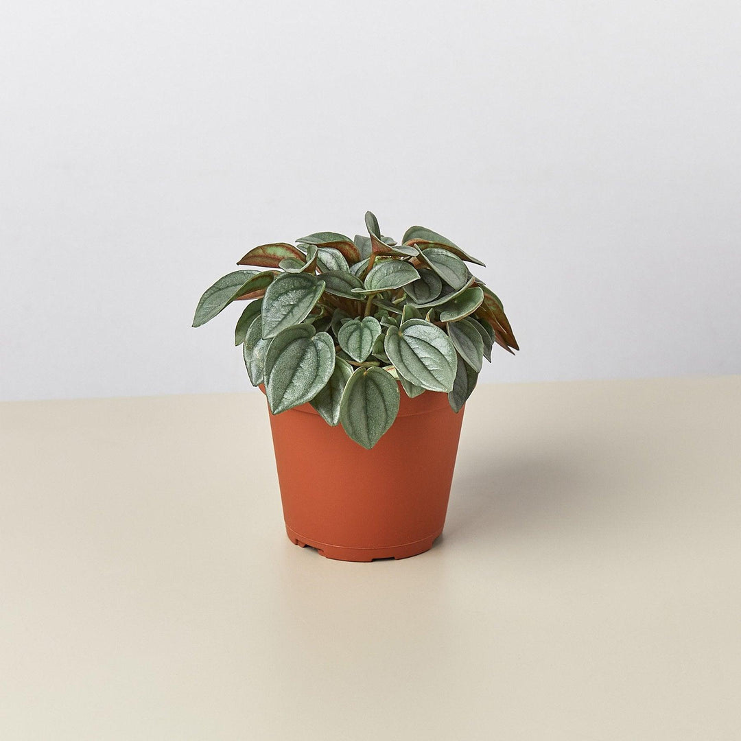 Peperomia 'Napoli Nights' - 4" Pot - Casey & Company