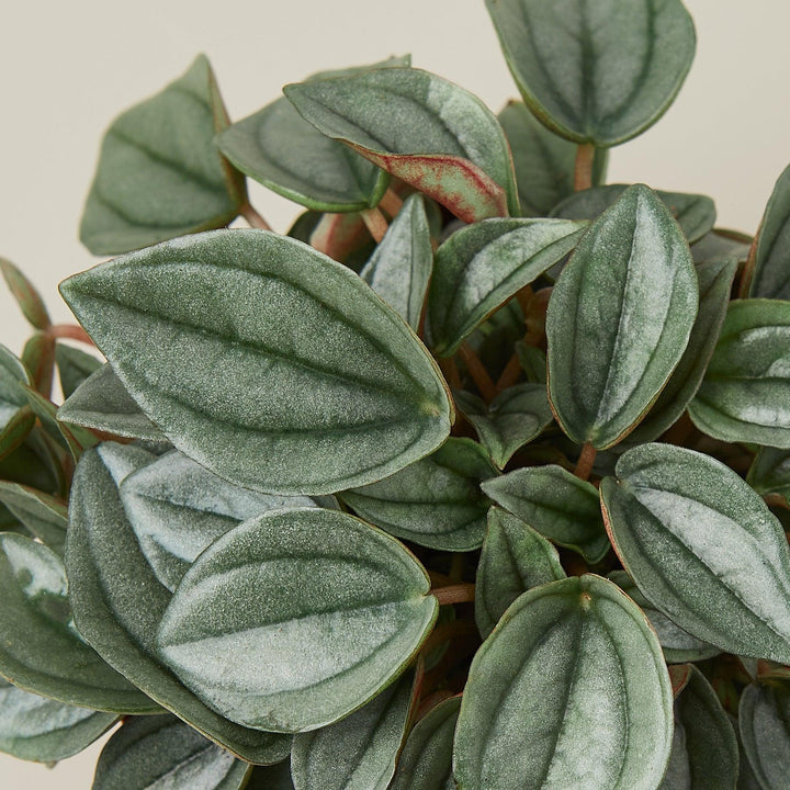 Peperomia 'Napoli Nights' - 4" Pot - Casey & Company