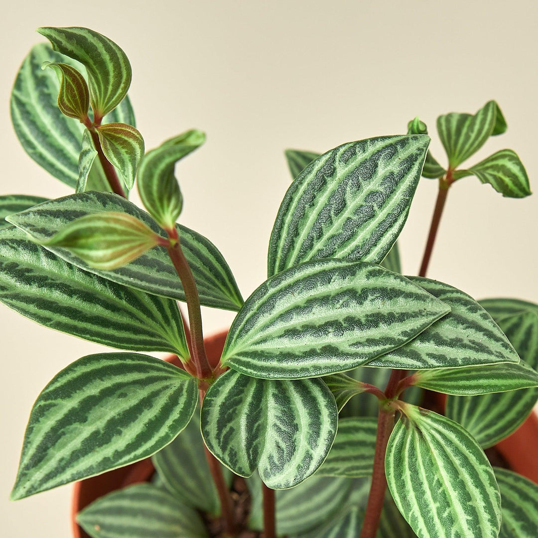 Peperomia 'Parallel' - Casey & Company