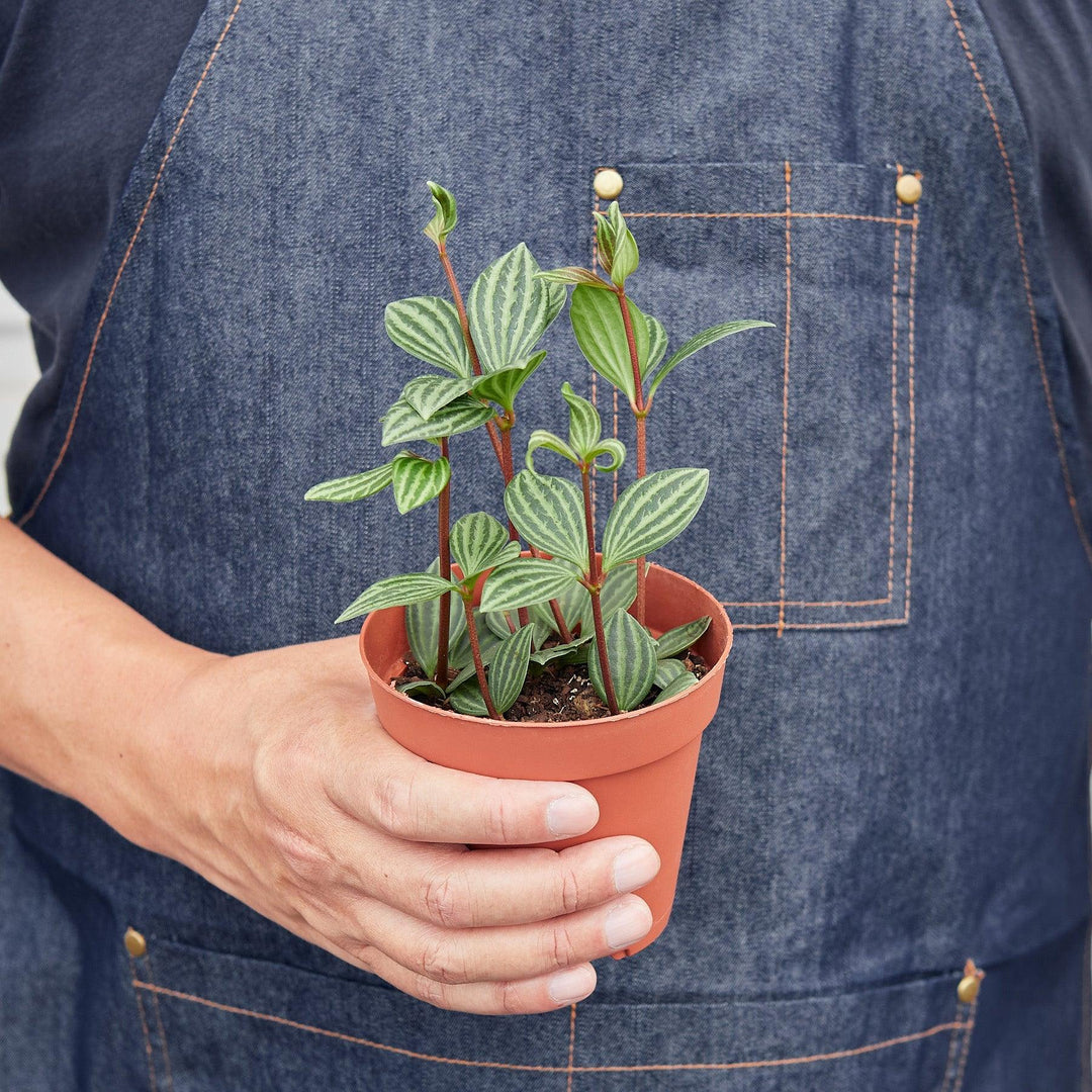 Peperomia 'Parallel' - Casey & Company