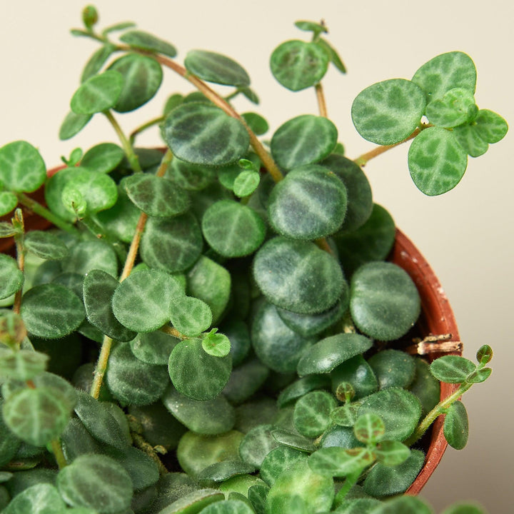 Peperomia Prostrata 'String of Turtles' - Casey & Company