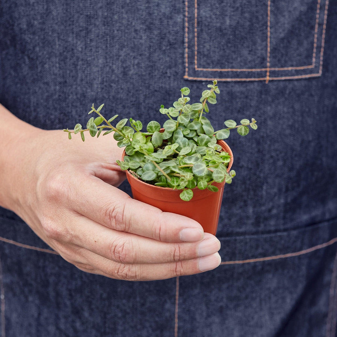 Peperomia Prostrata 'String of Turtles' - Casey & Company