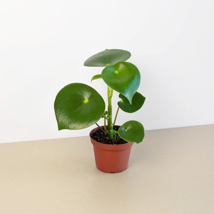 Peperomia 'Raindrop' - Casey & Company