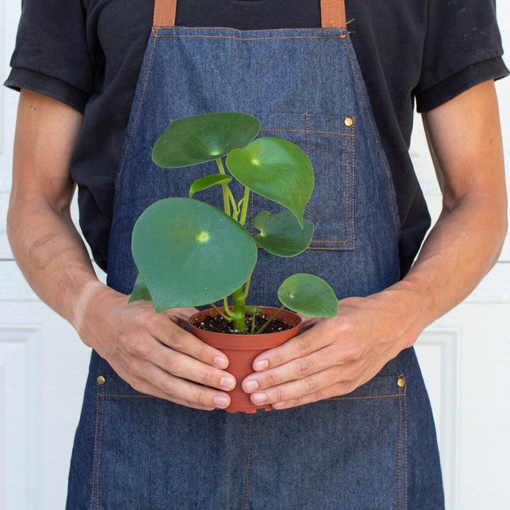 Peperomia 'Raindrop' - Casey & Company