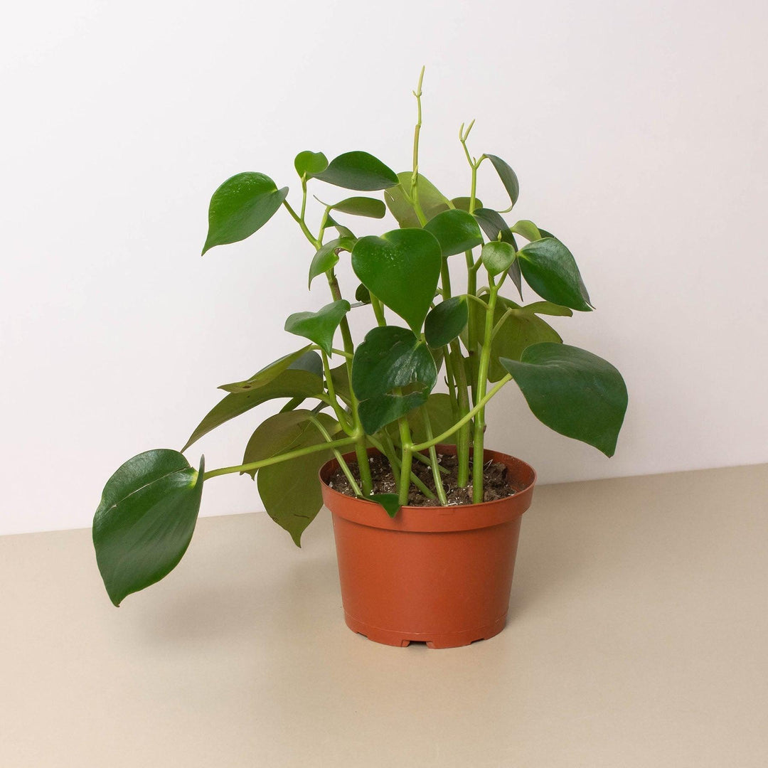 Peperomia 'Raindrop' - Casey & Company