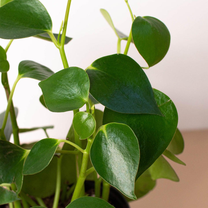 Peperomia 'Raindrop' - Casey & Company