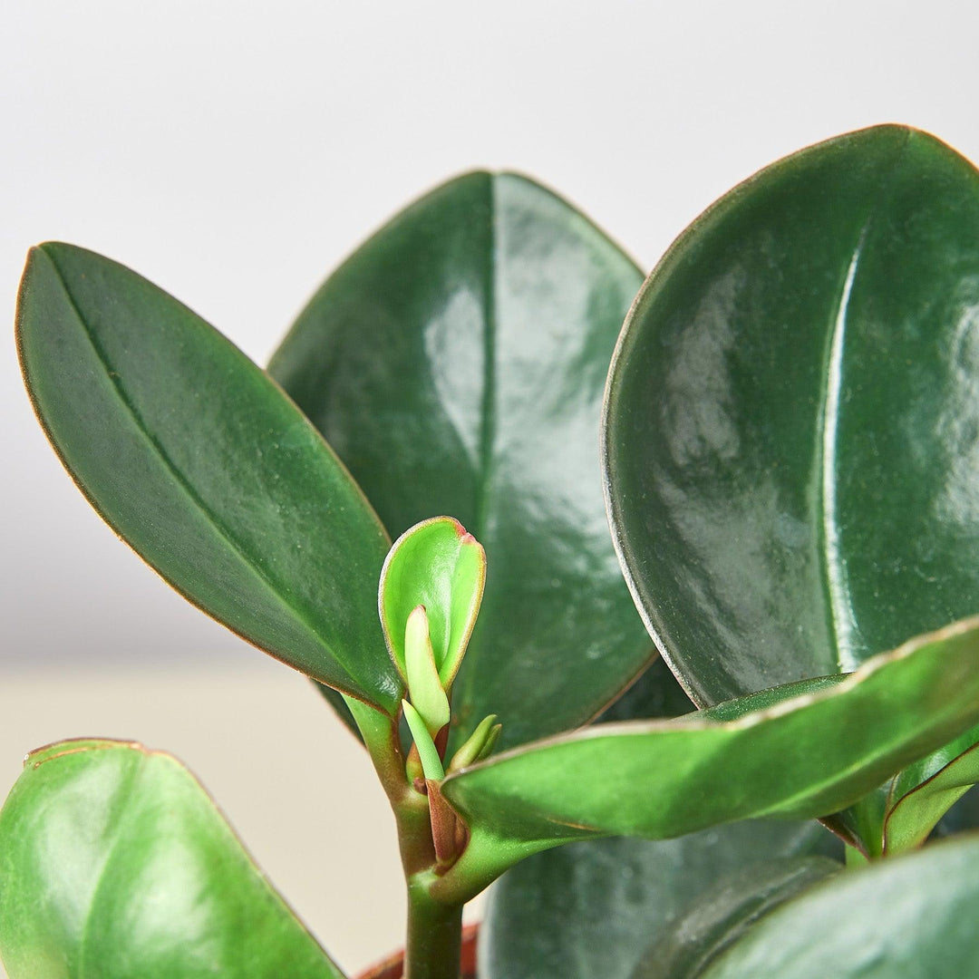 Peperomia Red Edge - Casey & Company