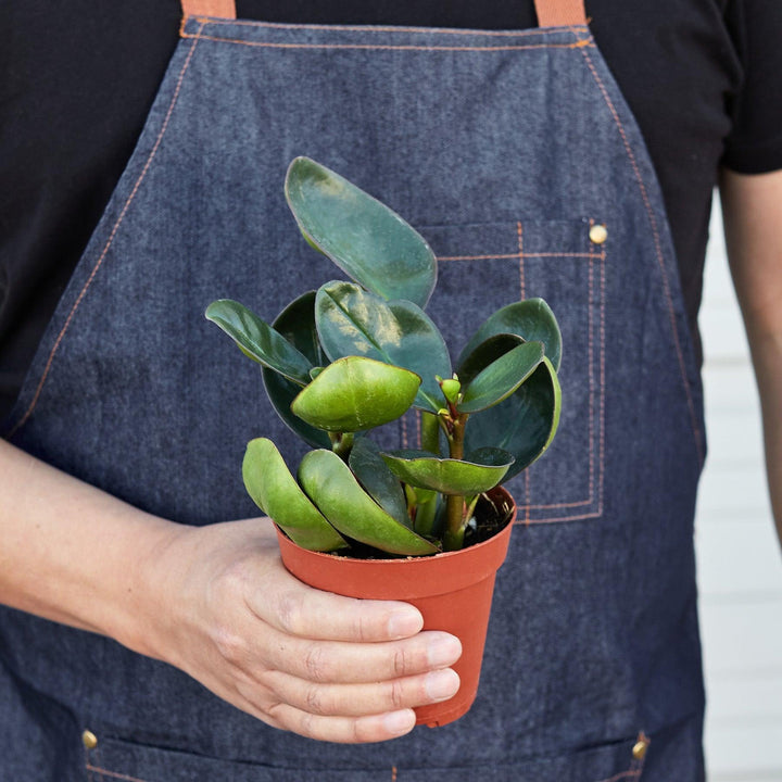 Peperomia Red Edge - Casey & Company