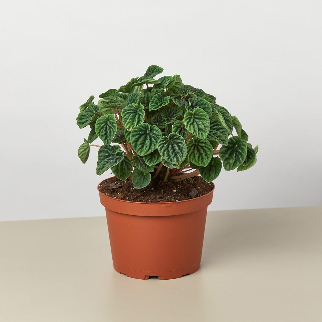 Peperomia 'Ripple' - Casey & Company