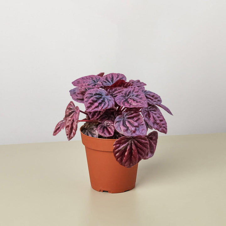 Peperomia 'Ripple Red' - Casey & Company