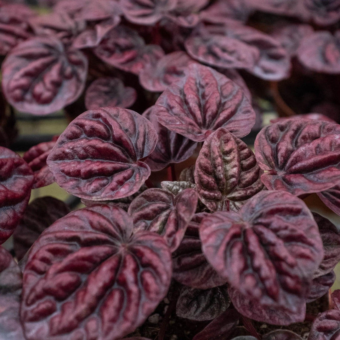 Peperomia 'Ripple Red' - Casey & Company