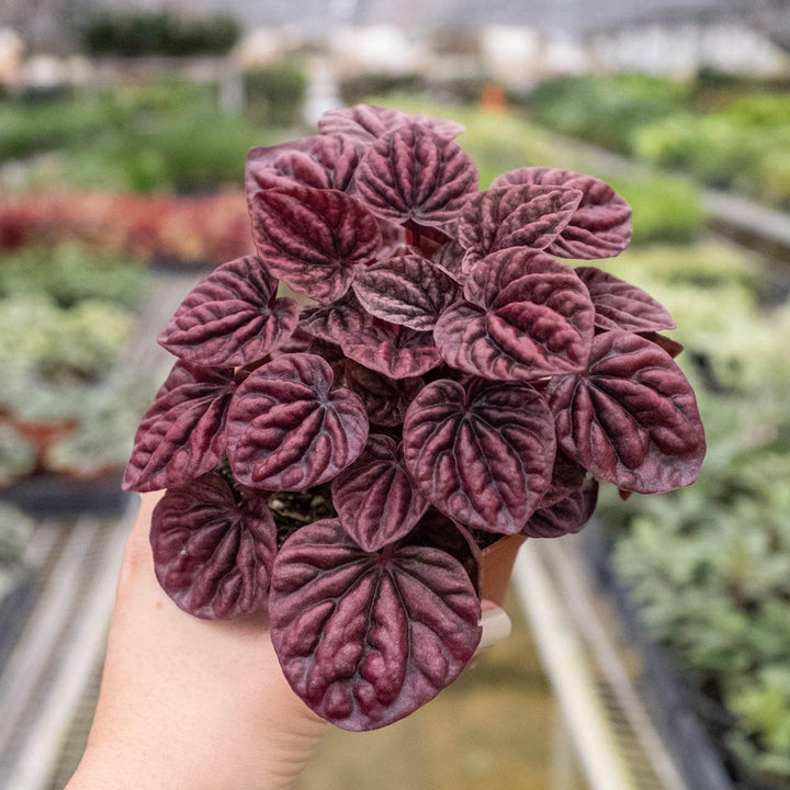 Peperomia 'Ripple Red' - Casey & Company