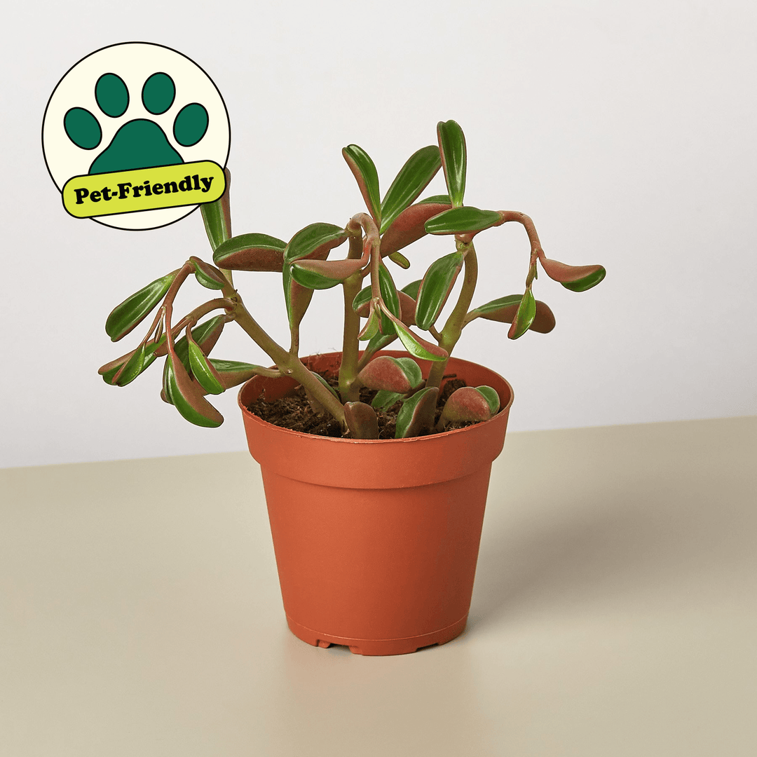 Peperomia 'Ruby Glow' - Casey & Company