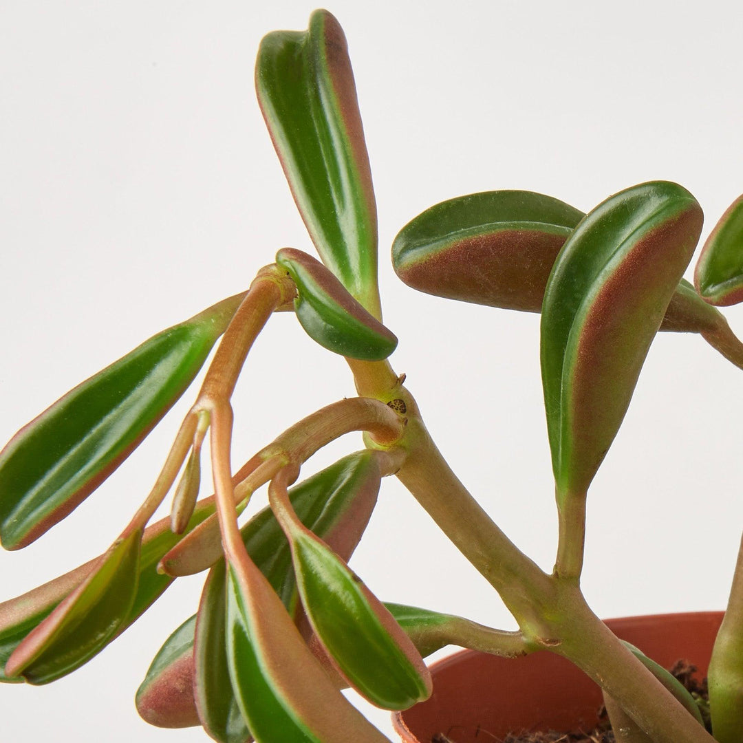 Peperomia 'Ruby Glow' - Casey & Company