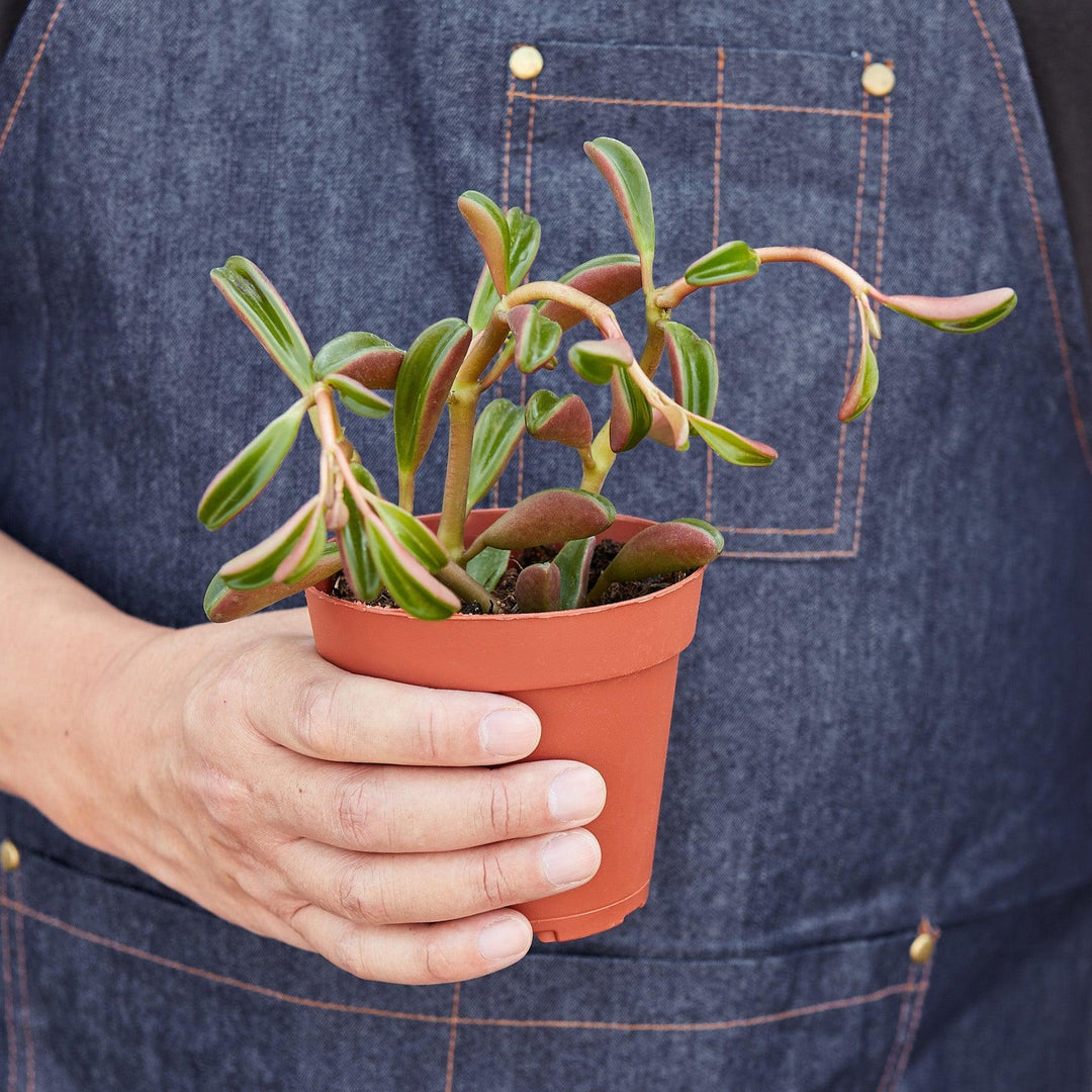 Peperomia 'Ruby Glow' - Casey & Company