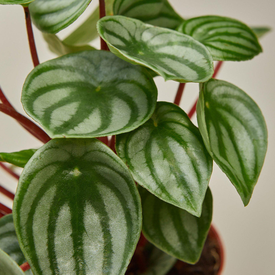 Peperomia 'Watermelon' - Casey & Company