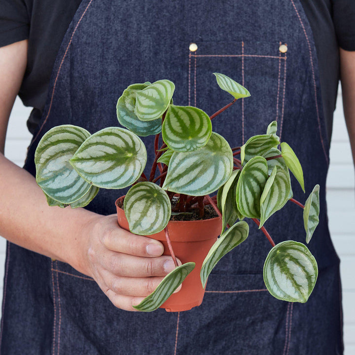 Peperomia 'Watermelon' - Casey & Company