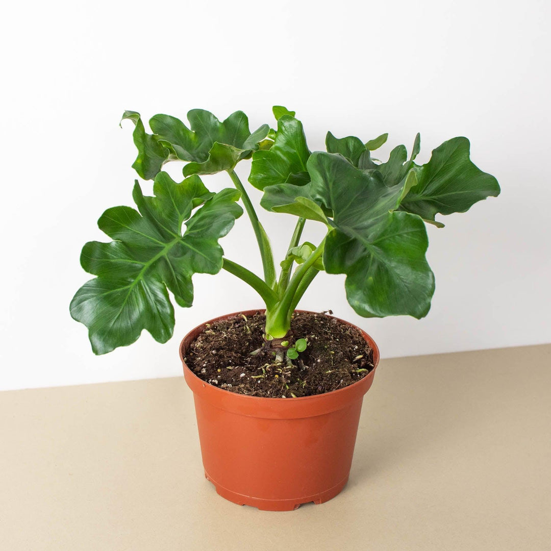 philodendron atom waterwortels Philodendron 'Atom'