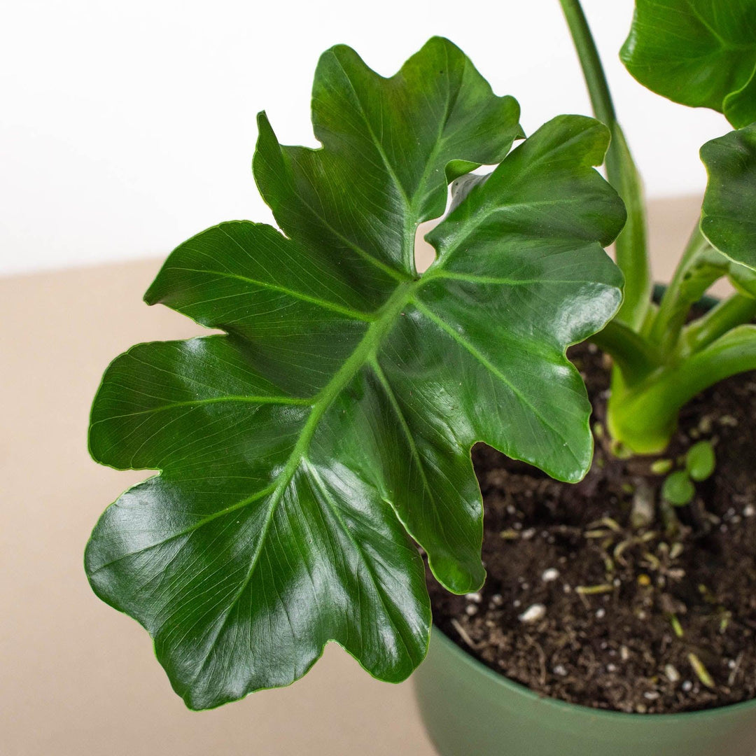 philodendron atom yellow leaves Philodendron 'Atom'