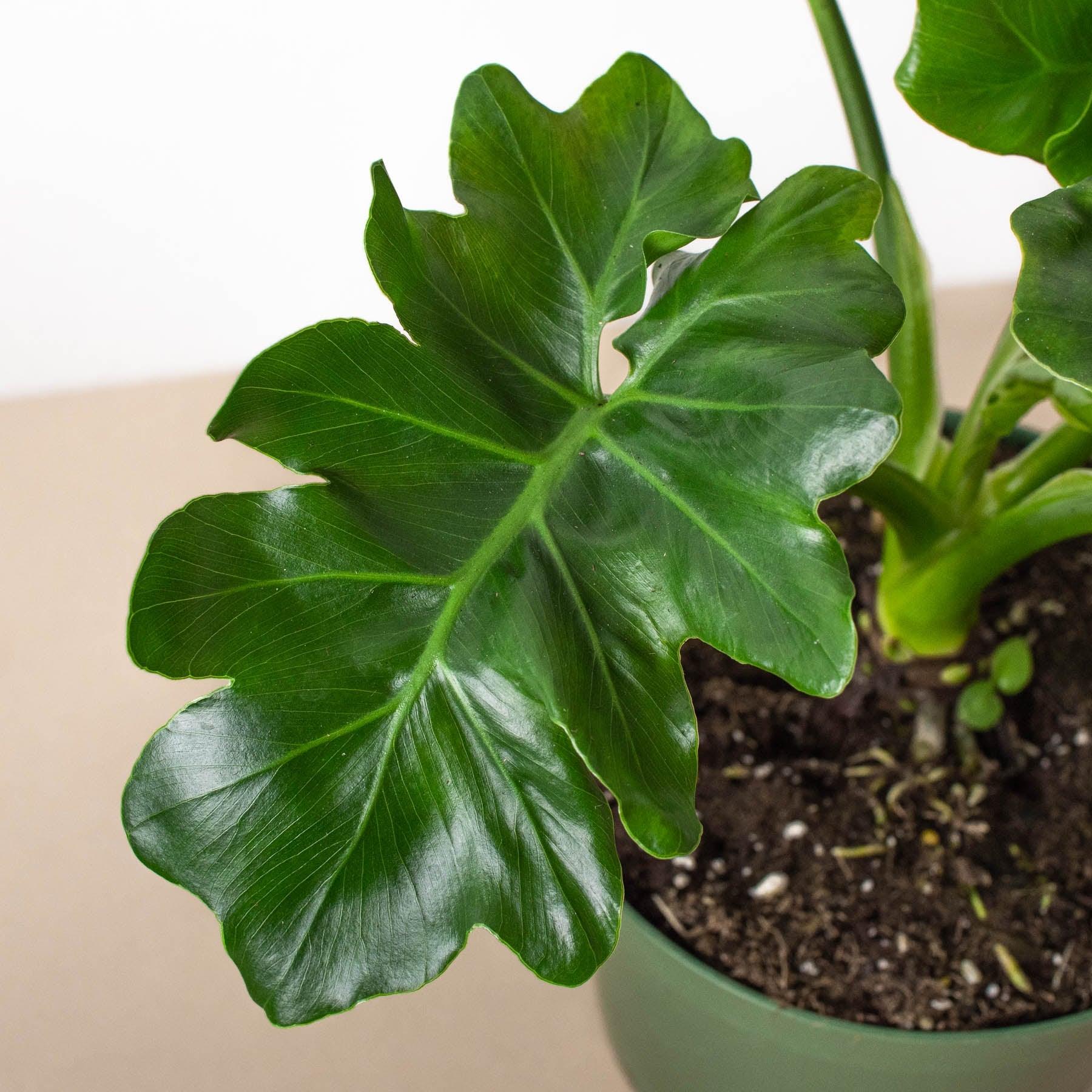philodendron bipinnatifidum atom Philodendron 'Atom' – Casey & Company