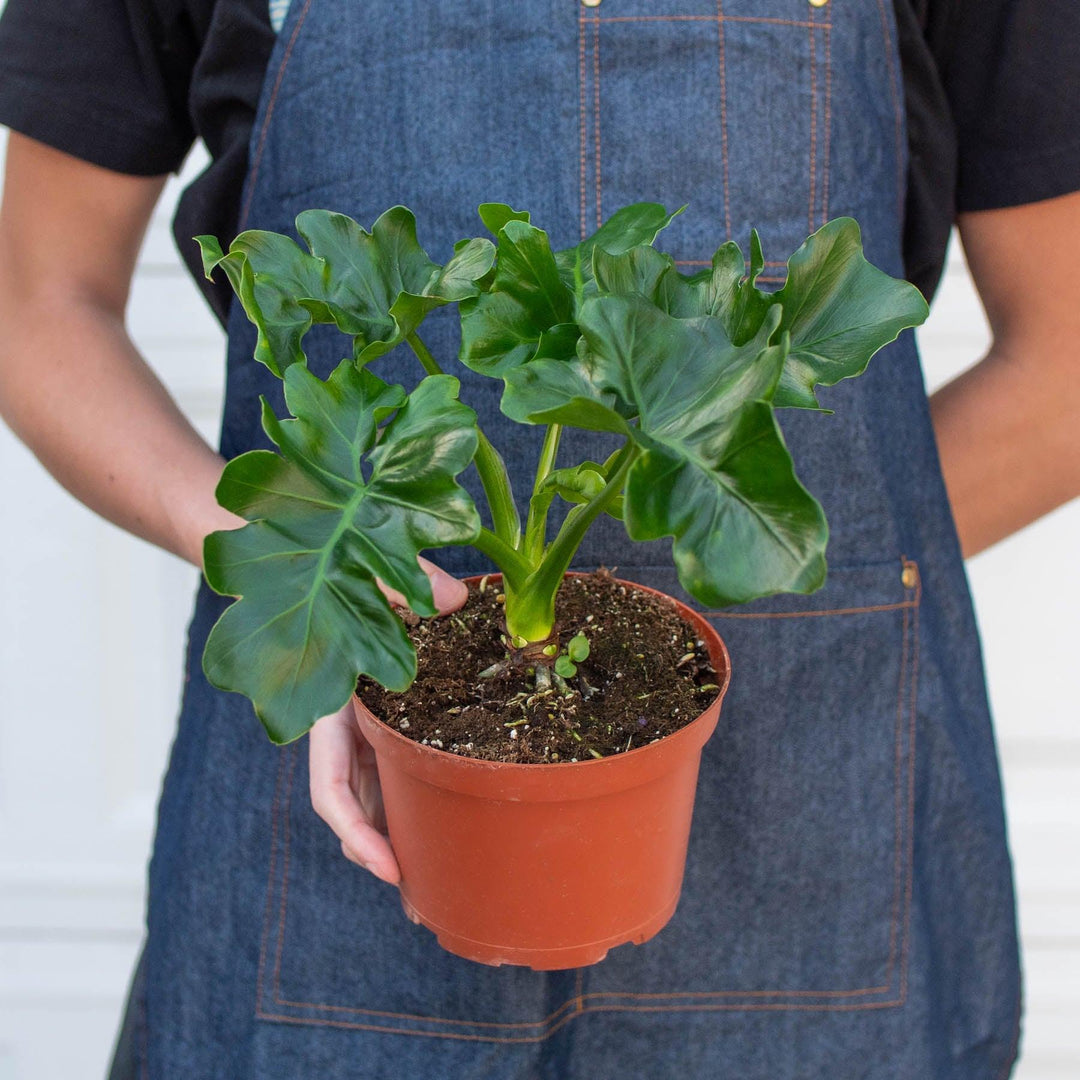 philodendron super atom size Philodendron 'Atom' – Casey & Company