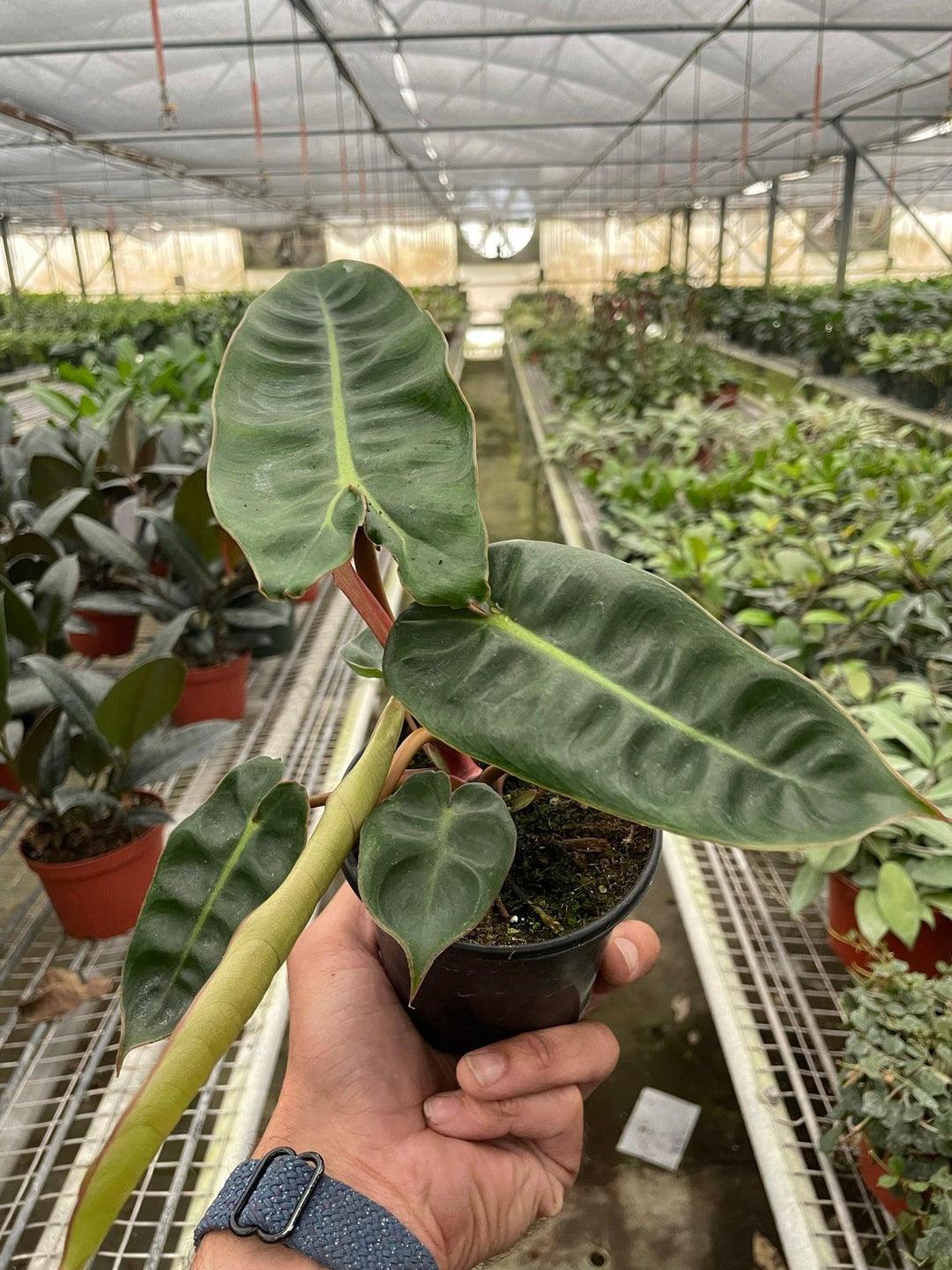 Philodendron 'Billietiae' - Casey & Company