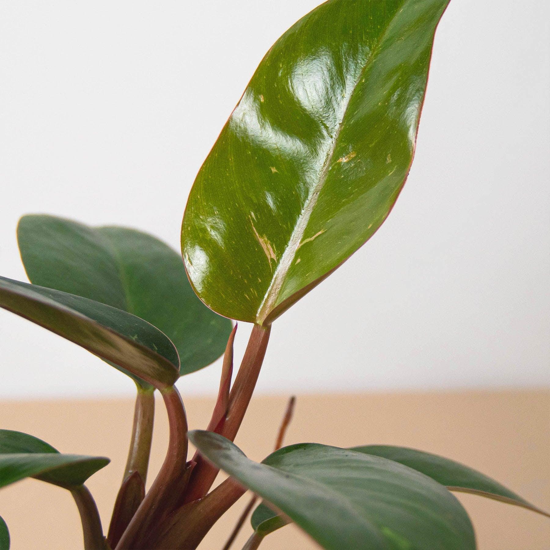 birkin pink philodendron Philodendron 'Birkin Pink' – Casey & Company
