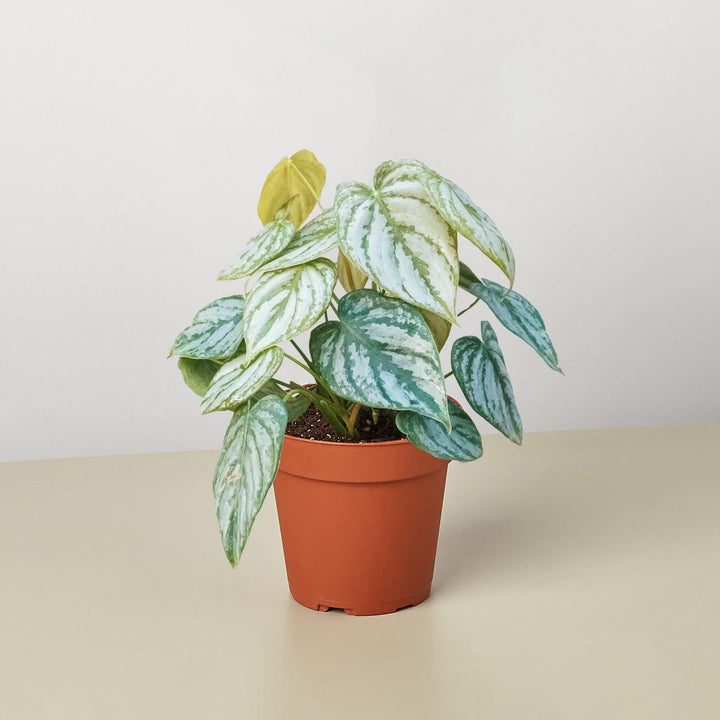 Philodendron 'Brandi' - Casey & Company