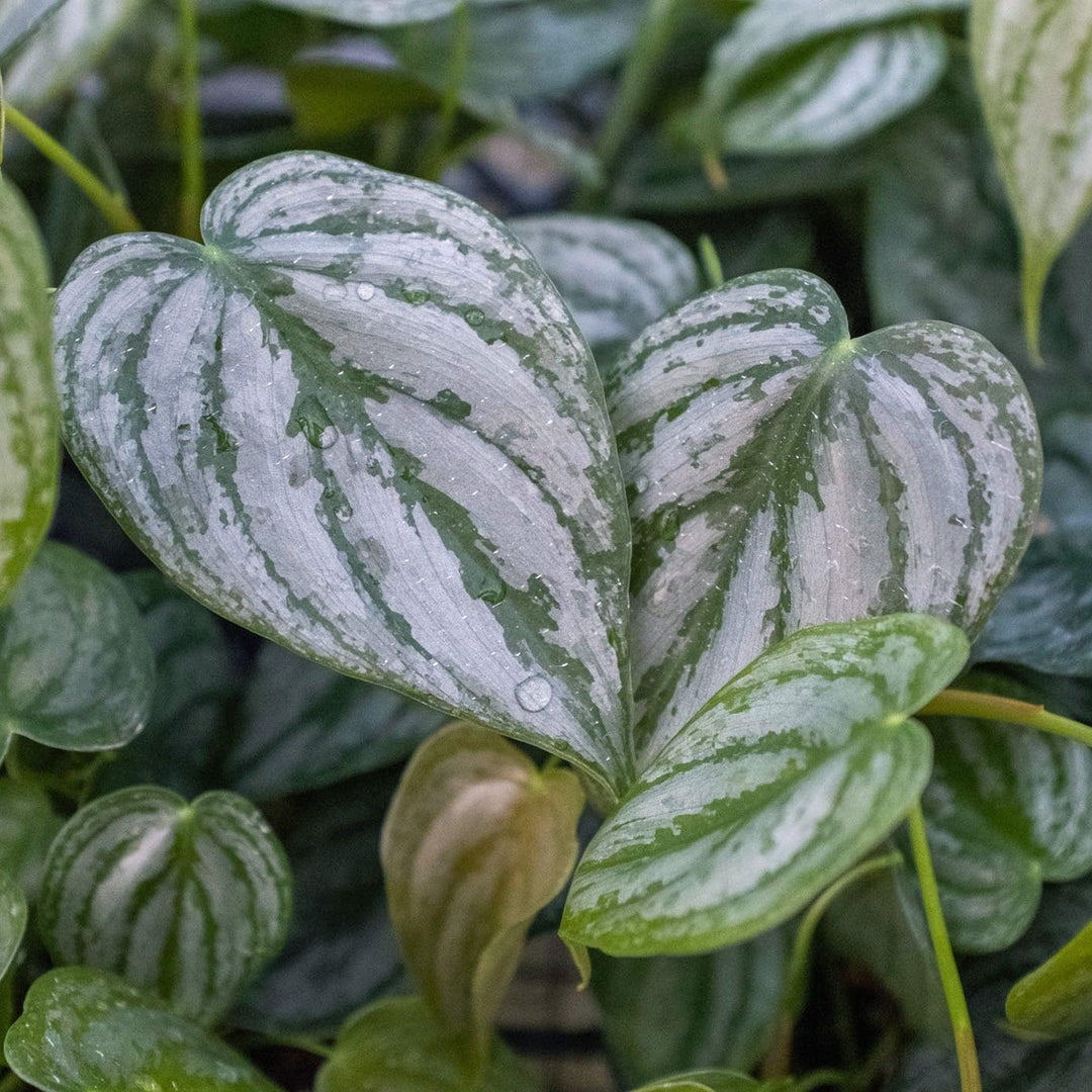 Philodendron 'Brandi' - Casey & Company