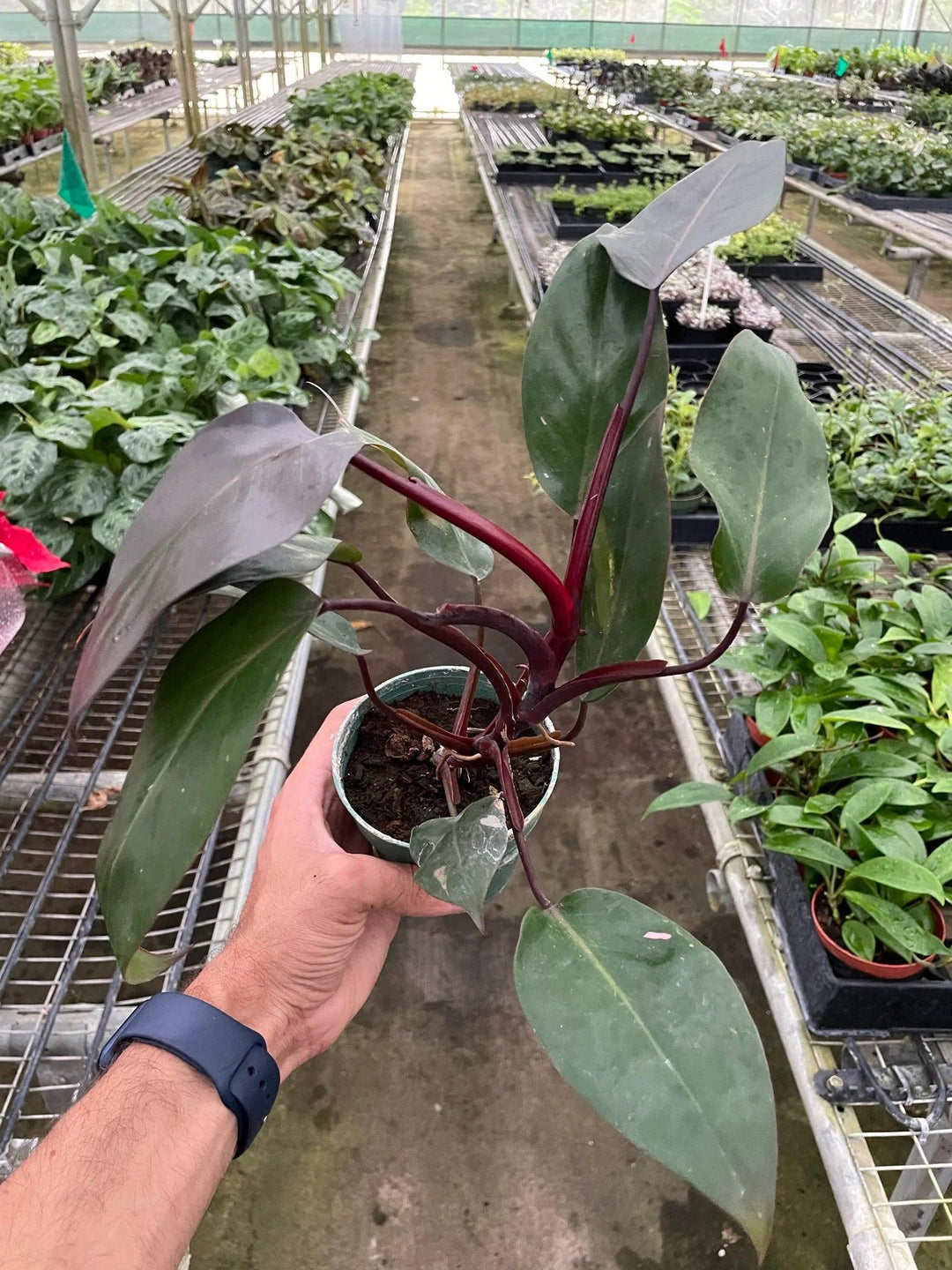 Philodendron 'Burgundy Princess' (Reverted Pink Princess) - B-Grade - Casey & Company