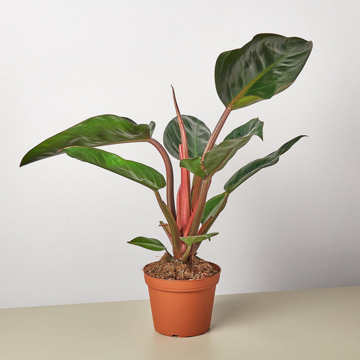 Philodendron 'Congo Rojo' - Casey & Company