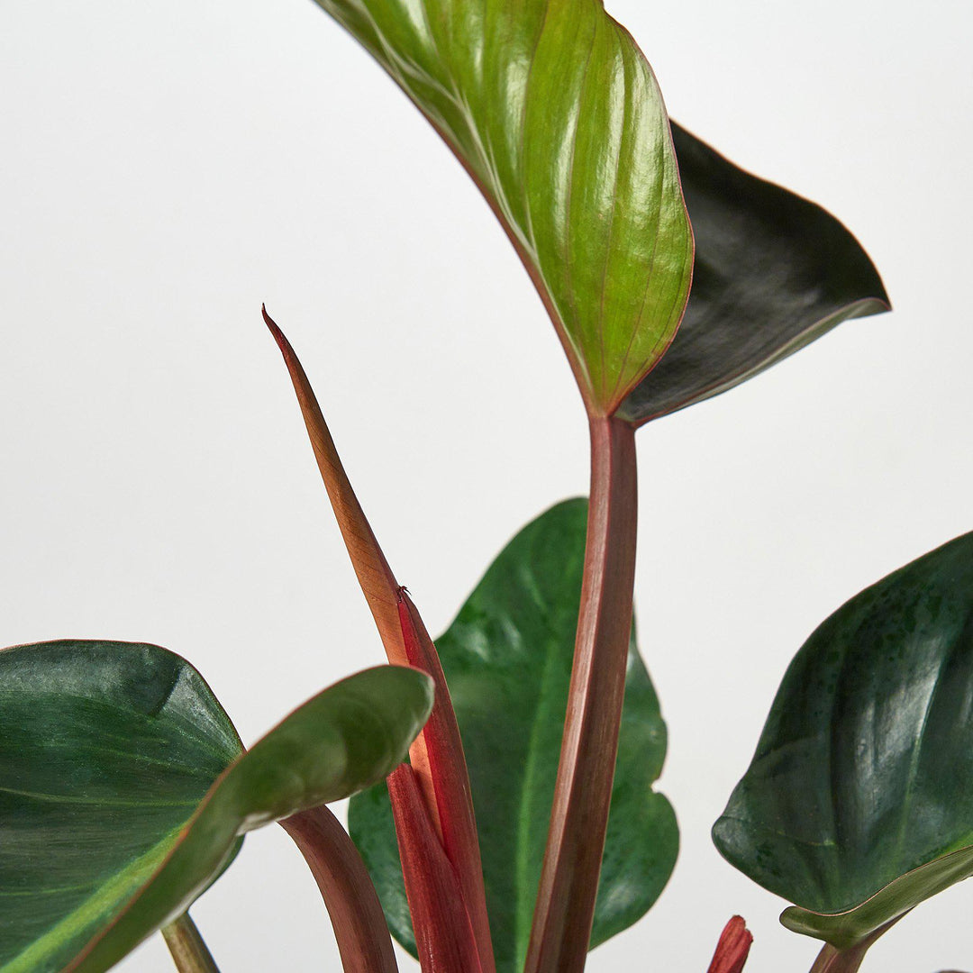Philodendron 'Congo Rojo' - Casey & Company
