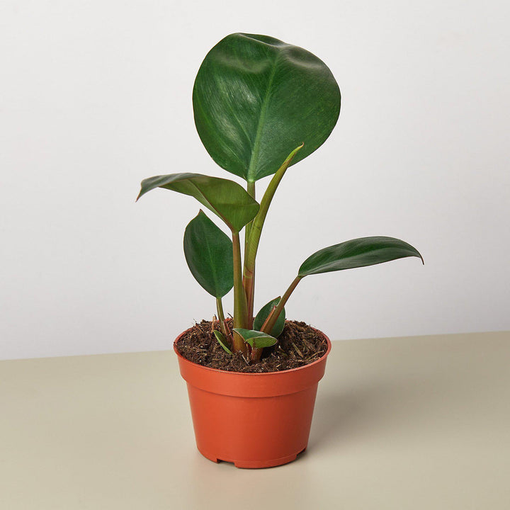 Philodendron 'Congo Rojo' - Casey & Company