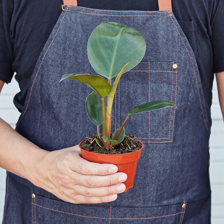 Philodendron 'Congo Rojo' - Casey & Company