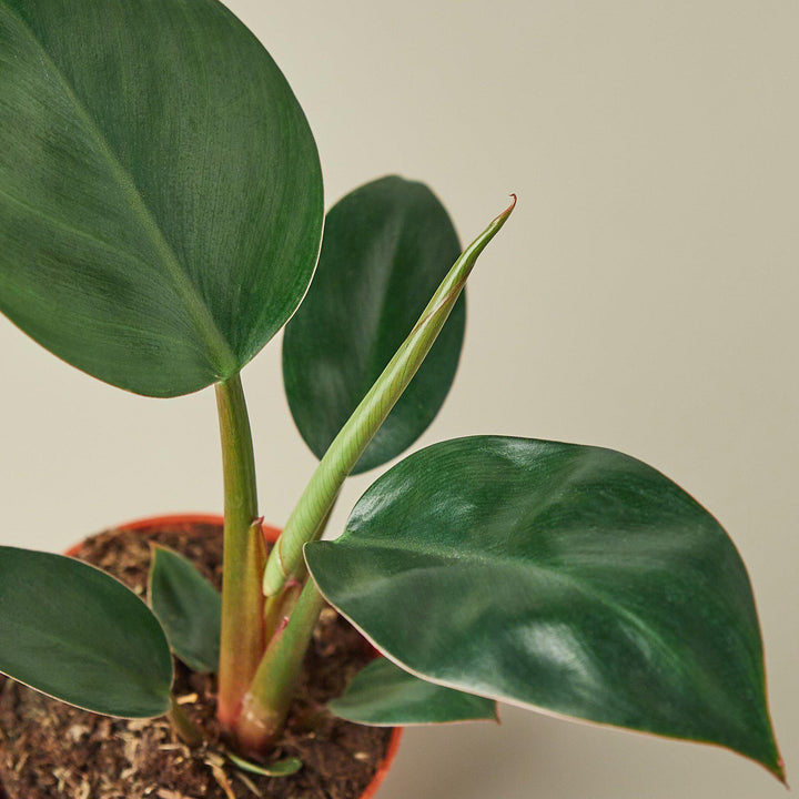 Philodendron 'Congo Rojo' - Casey & Company