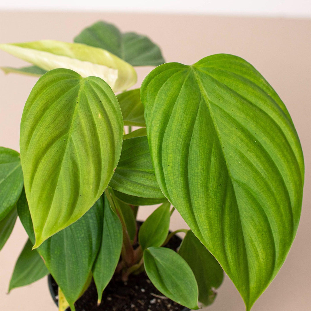 Philodendron 'Fuzzy Petiole' - Casey & Company