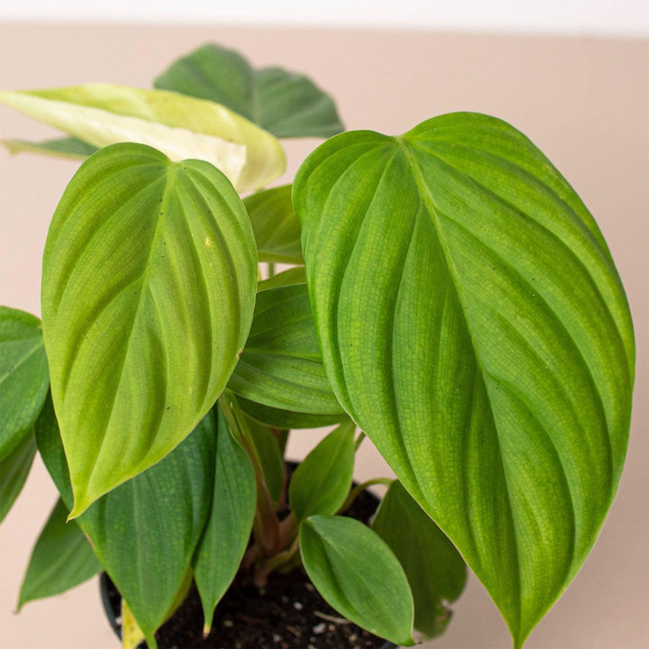 Philodendron 'Fuzzy Petiole' - Casey & Company