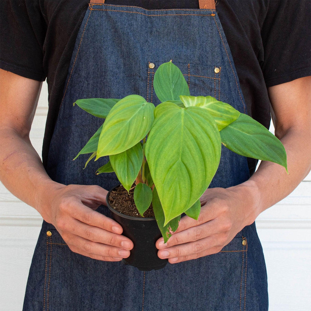 Philodendron 'Fuzzy Petiole' - Casey & Company