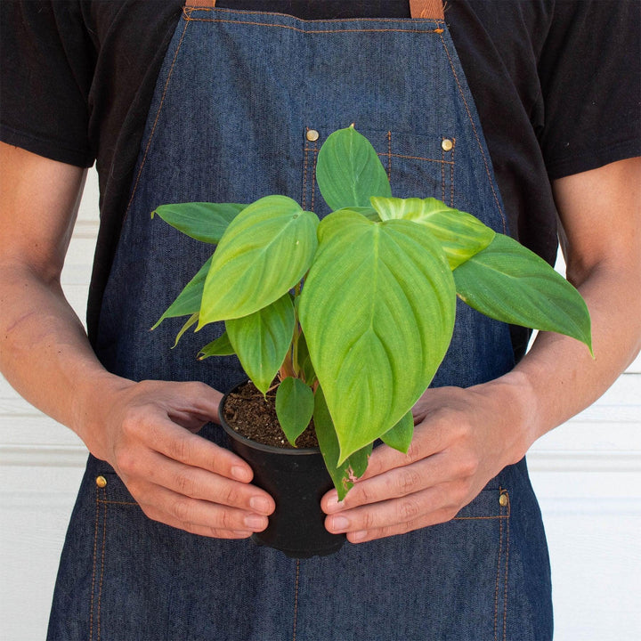 Philodendron 'Fuzzy Petiole' - Casey & Company