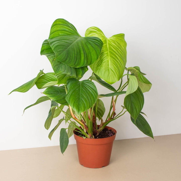 Philodendron 'Fuzzy Petiole' - Casey & Company