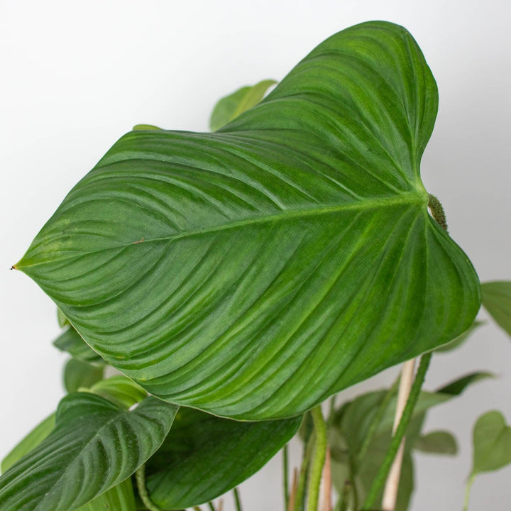 Philodendron 'Fuzzy Petiole' - Casey & Company