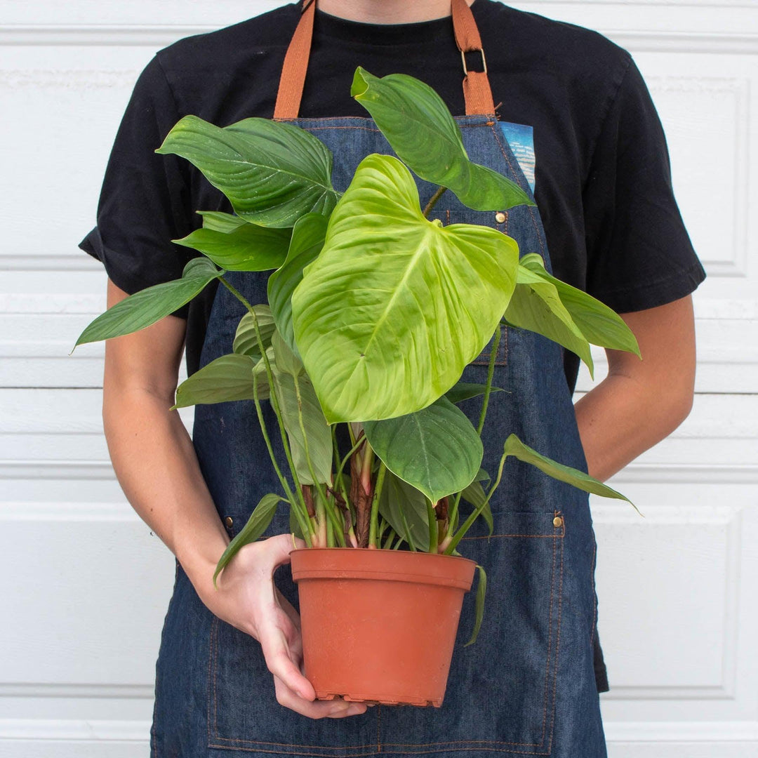 Philodendron 'Fuzzy Petiole' - Casey & Company