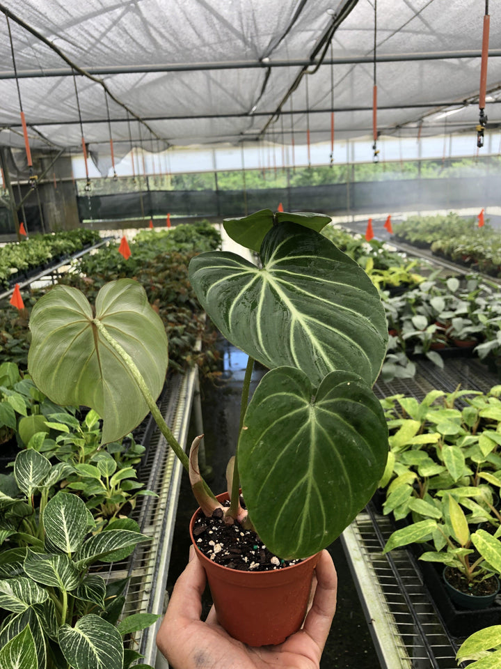 Philodendron 'Gloriosum' - Casey & Company